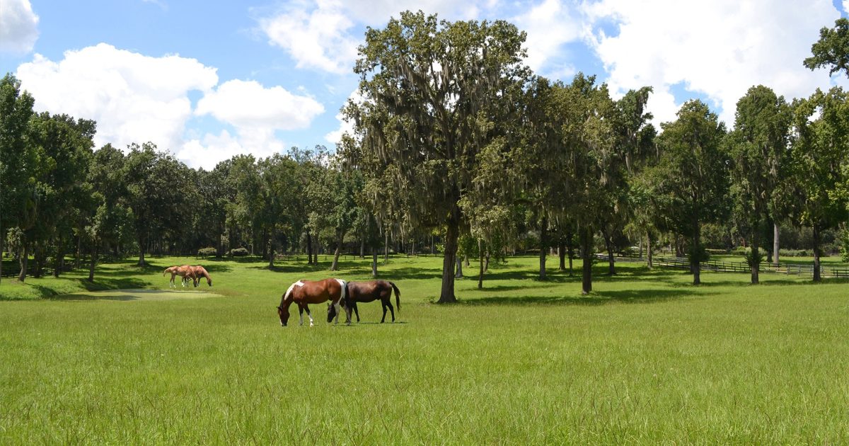 Ocala / Marion County Visitors | Florida | Visitors and Convention Bureau